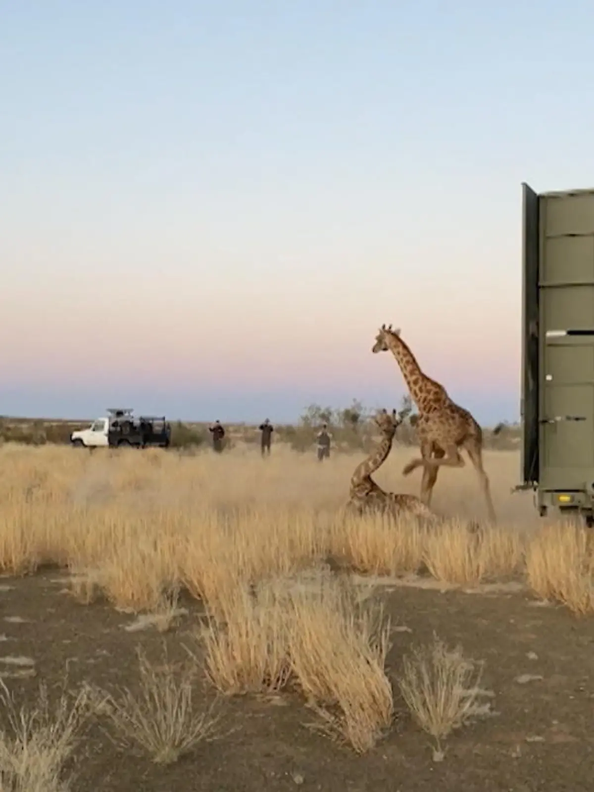 Als eine Giraffe ausgewildert wird, verliert sie das Gleichgewicht und reißt eine andere Giraffe mit zu Boden.