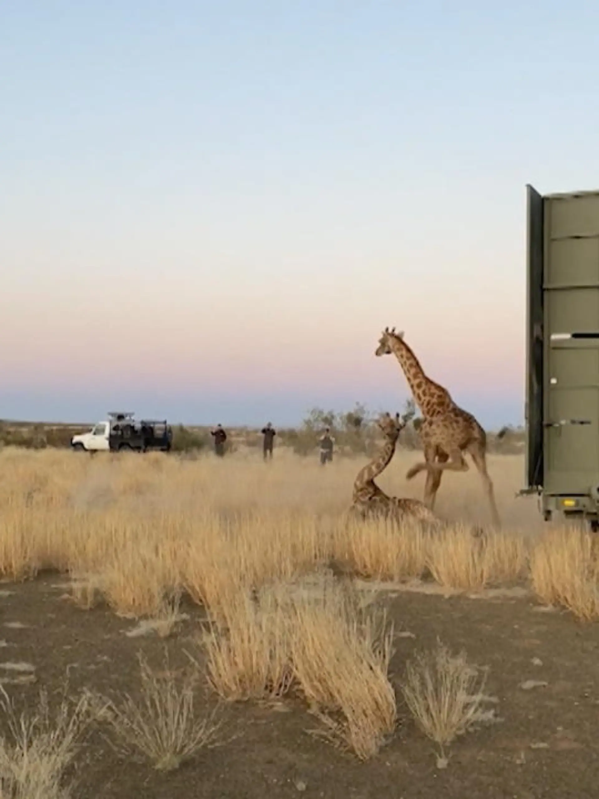 Als eine Giraffe ausgewildert wird, verliert sie das Gleichgewicht und reißt eine andere Giraffe mit zu Boden.