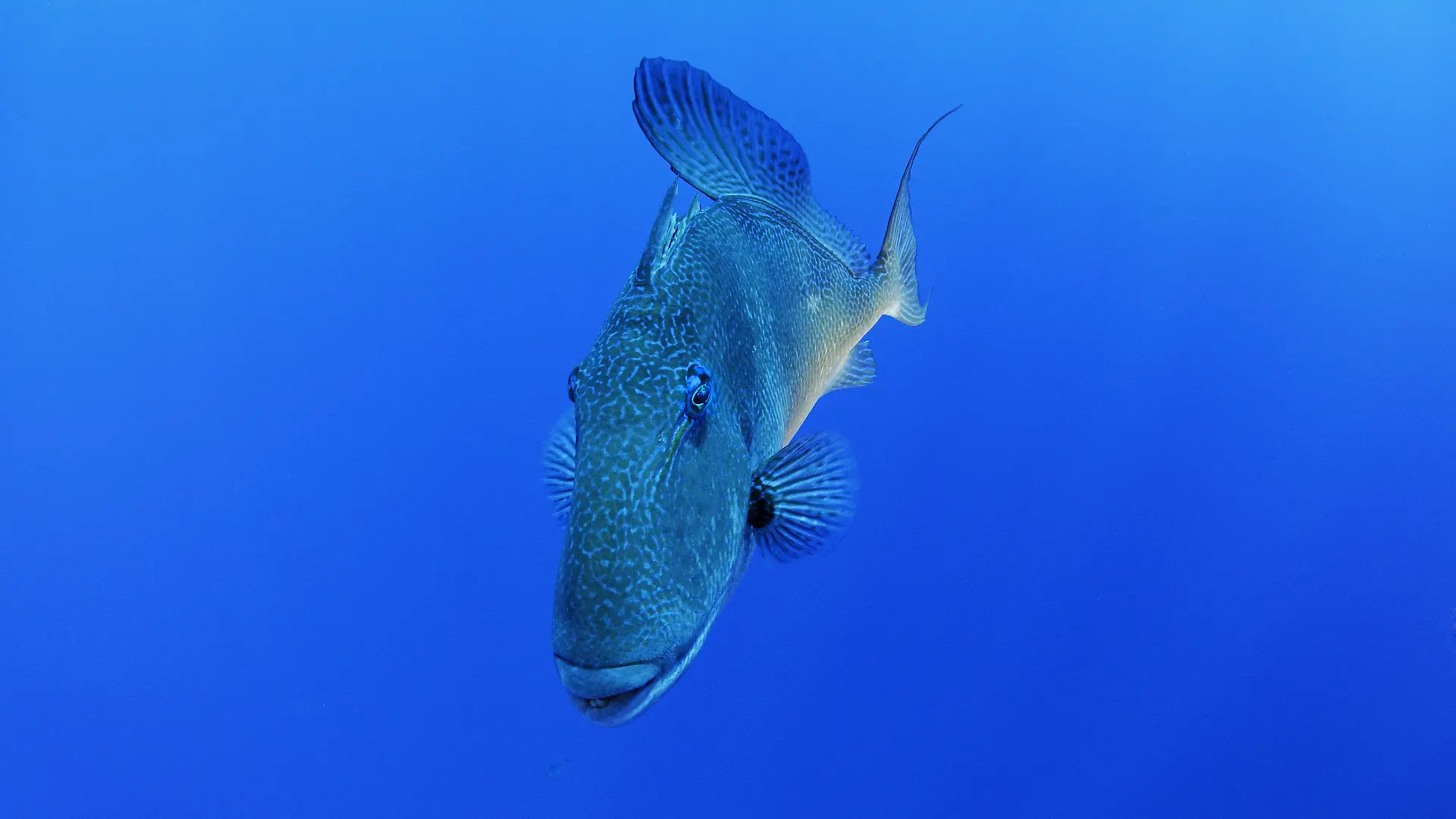 Grauer Drueckerfisch, Mittelmeer-Drueckerfisch, Balistes carolinensis, Balistes capriscus, Grey triggerfish, Azoren, Portugal, Atlantik, Atlantischer Ozean, Azores, Portugal, Atlantic Ocean