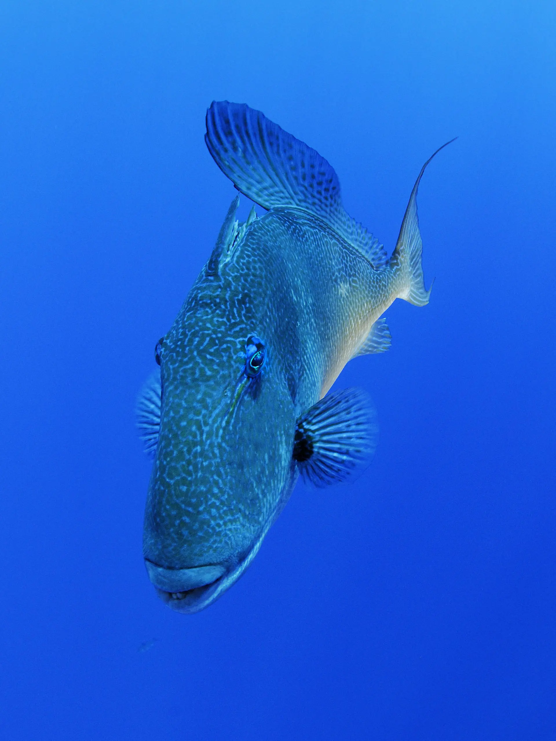 Grauer Drueckerfisch, Mittelmeer-Drueckerfisch, Balistes carolinensis, Balistes capriscus, Grey triggerfish, Azoren, Portugal, Atlantik, Atlantischer Ozean, Azores, Portugal, Atlantic Ocean