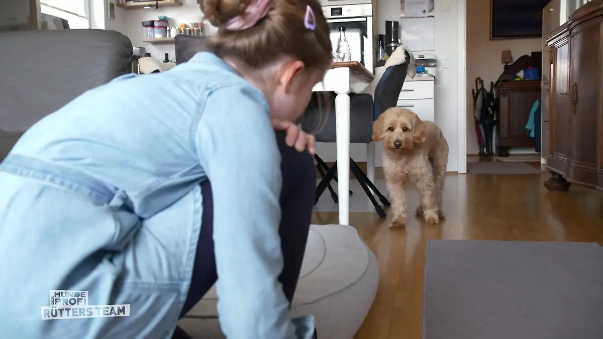 Golden Doodle Ben lässt Enya links liegen Was ist da los?