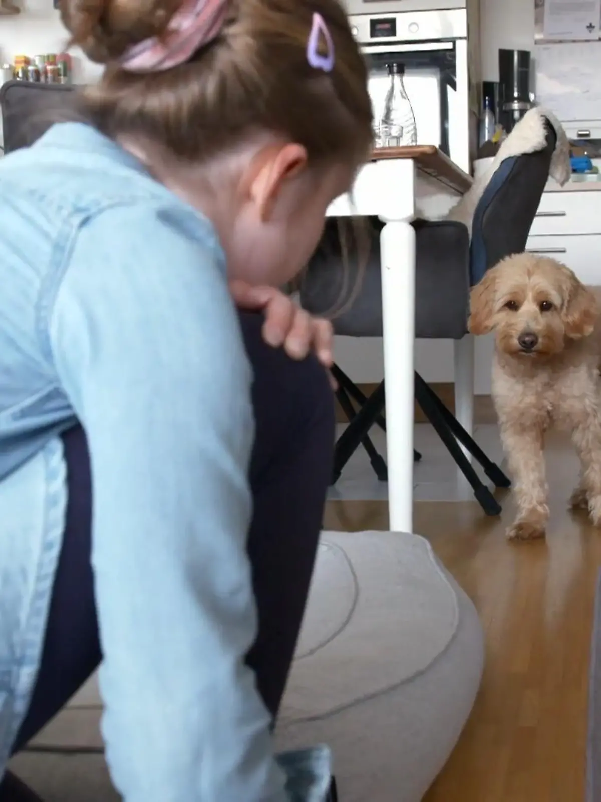 Bild zu: "Golden Doodle Ben lässt Enya links liegen"