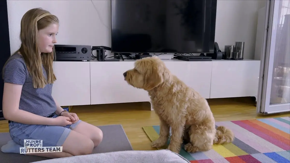 Wie ist die Lage mit Golden Doodle Ben heute? Zwei Monate später