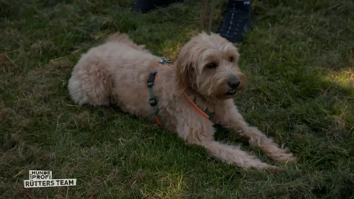 Kann Ellen hier helfen? Golden Doodle Ben meidet Enya