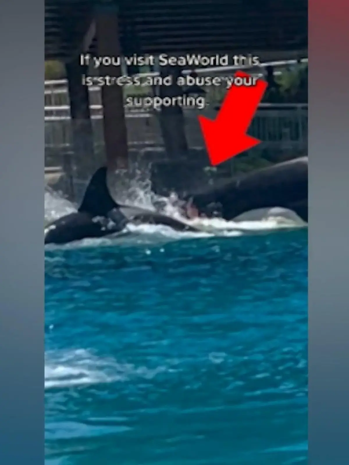 Im SeaWorld-Park in San Diego (USA) greifen sich offenbar zwei Killerwale an. Mehrere Besucher wurden Augenzeugen von den Ereignissen. Die Tierschutzorganisation Peta hat Beschwerde eingereicht. Wir zeigen die Aufnahmen im Video.