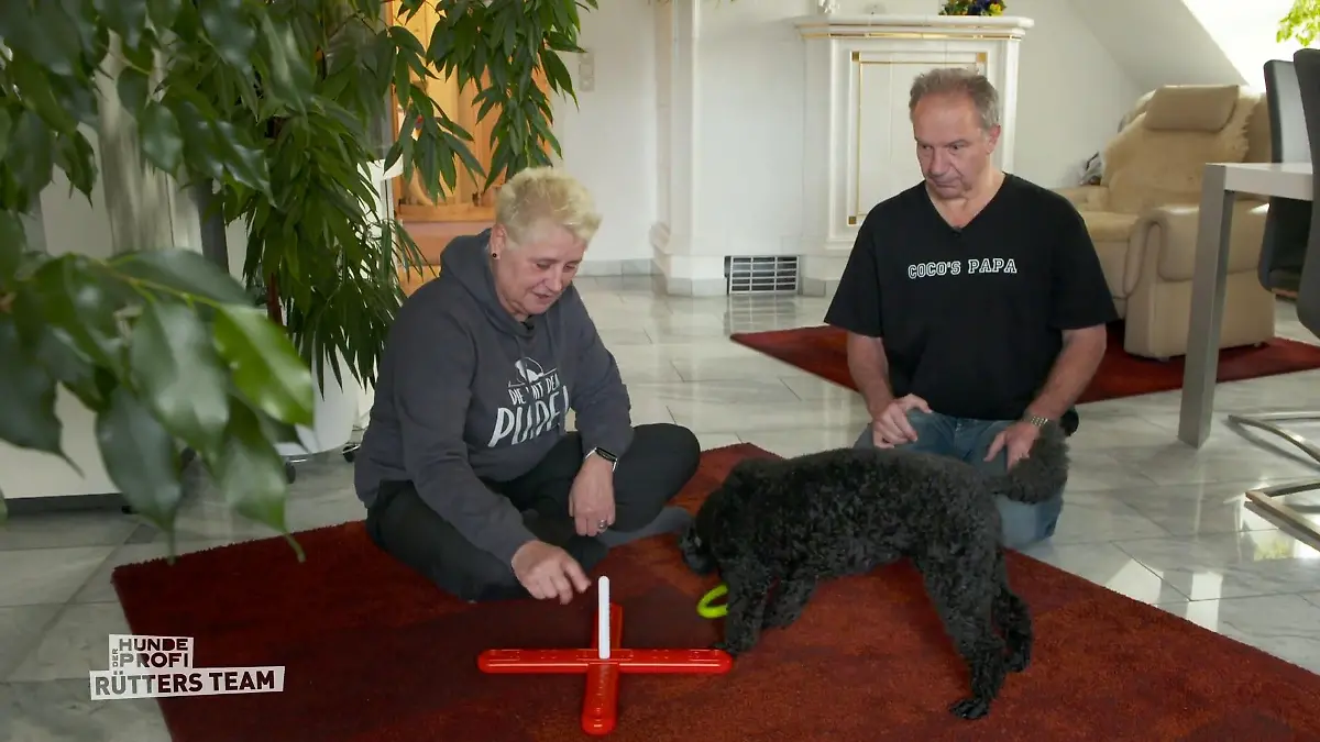 Hat Andrea immer noch das Kommando? Pudeldame Coco