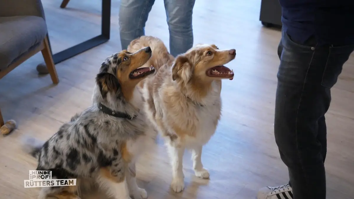 Was hat sich bei Lilly und Emma verändert? Australian Shepherds