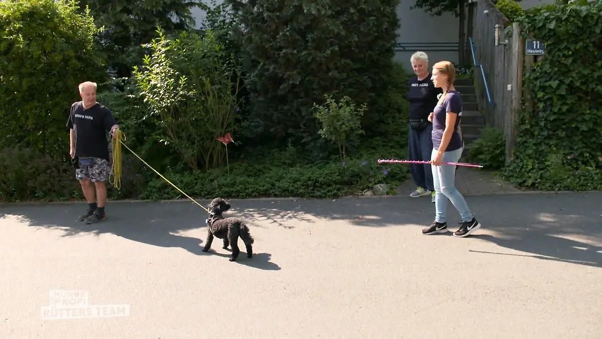 Coco möchte nicht mit ihrem Herrchen Gassi gehen Nicht ohne Mama