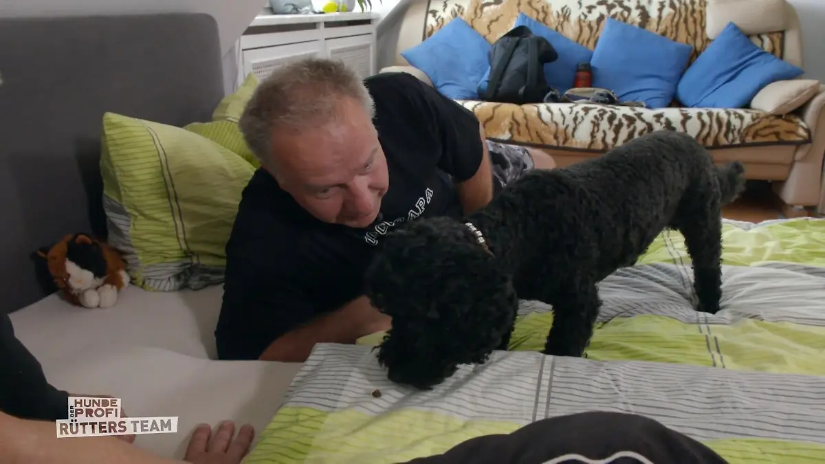 Kleinpudel Coco ist eine Prinzessin Sehr anhänglich