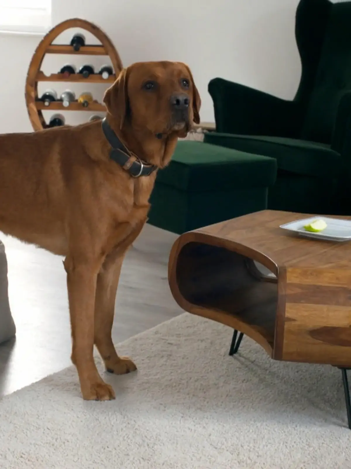 Bild zu: "Labrador Gustav kontrolliert seine Menschen"