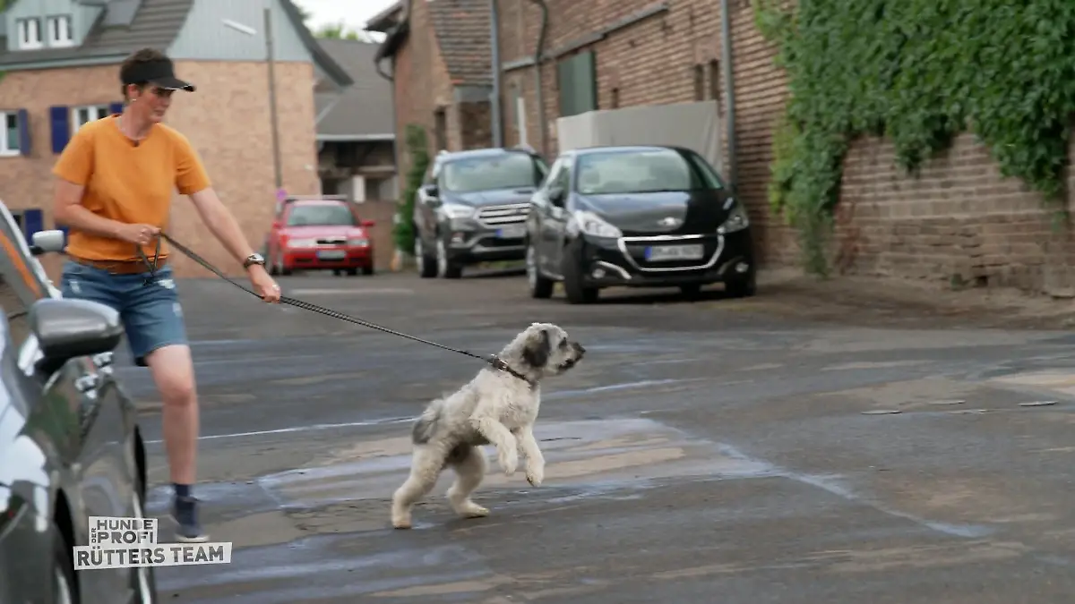Leo flippt an der Leine völlig aus Geht Hunde an