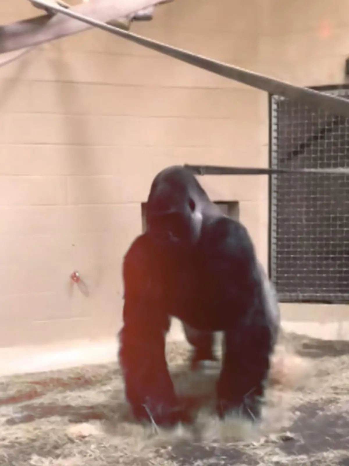 Zoos sind kein natürlicher Lebensraum - doch genau das hat sich dieser Gorilla zu nutze gemacht. So ein lässiger Auftritt gelingt nur hier im Gehege.