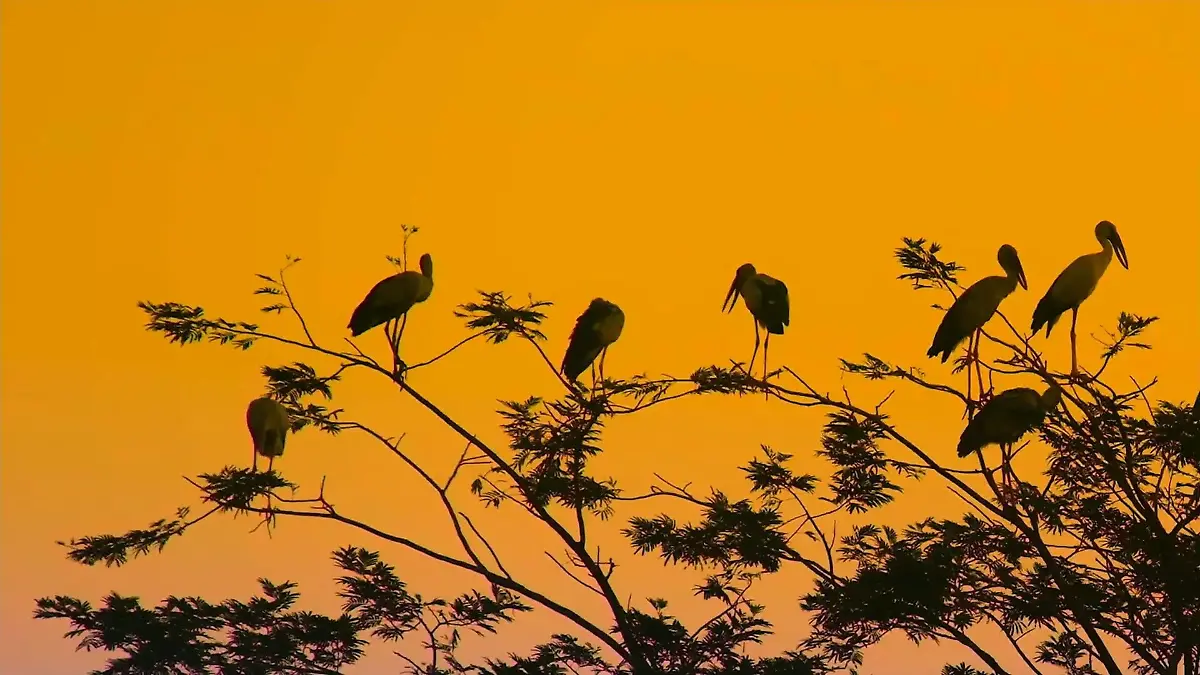 Verhalten der Zugvögel hat sich verändert Temperatur nicht der Grund der Überwinterung