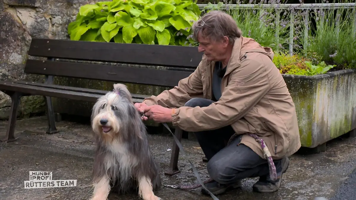 Elli jagt Zügen hinterher Bearded Collie