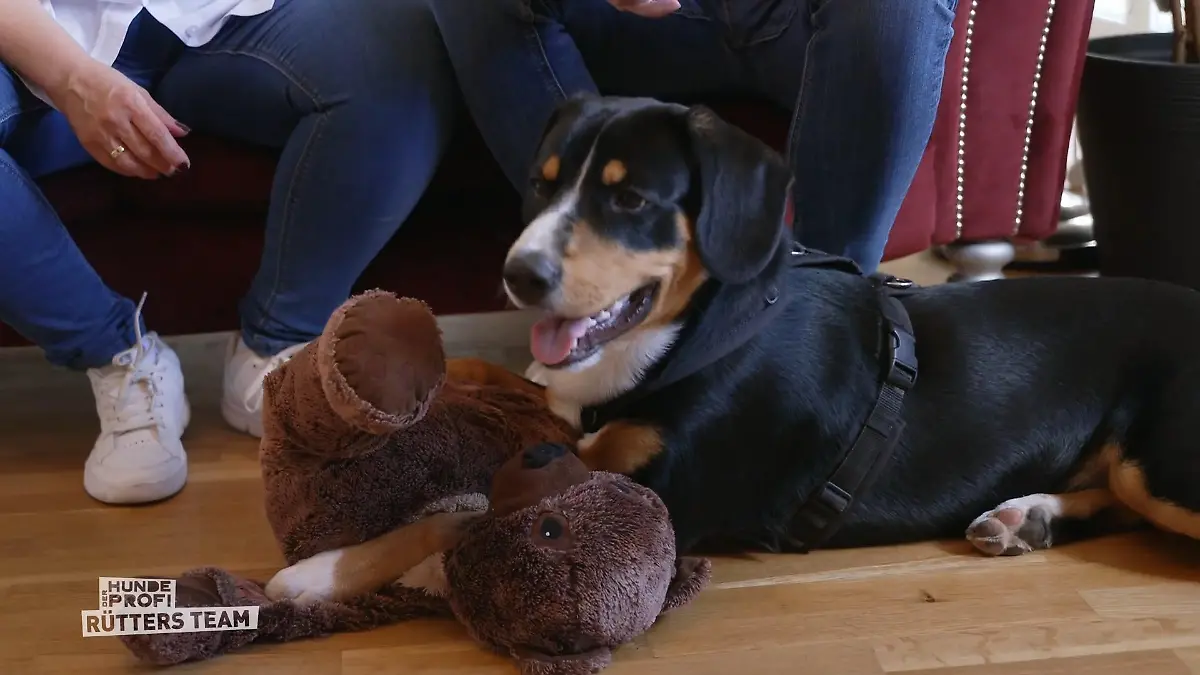 Bruno hat sehr viel Temperament Übergriffig