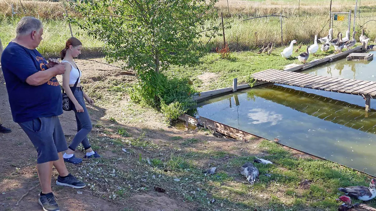 Matthias Höhn und seine Tochter Anna Schinzel blicken auf die Gänse, die das Gemetzel in ihrem Gehege überlebt haben. Am Rand des kleinen Teiches liegt noch der Rumpf eines der getöteten Tiere.