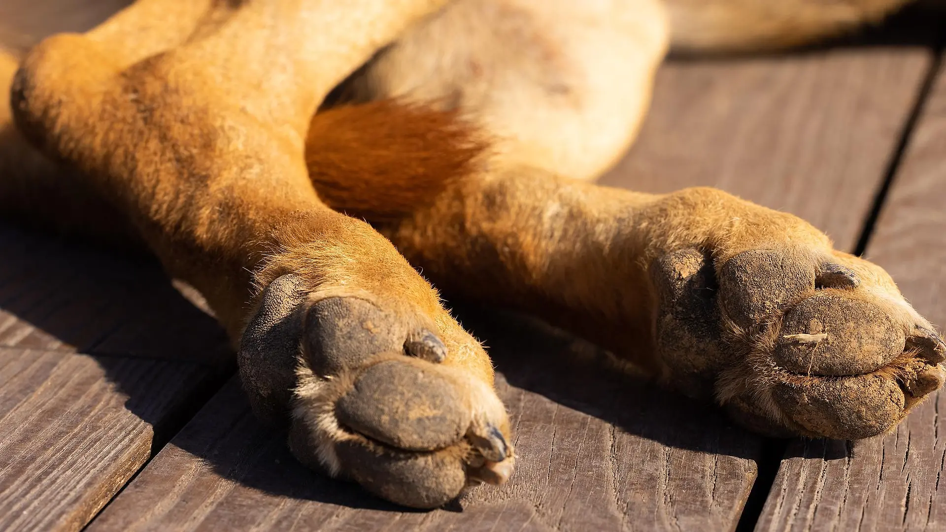 Der Hund starb noch während des Spaziergangs. (Symbolbild)