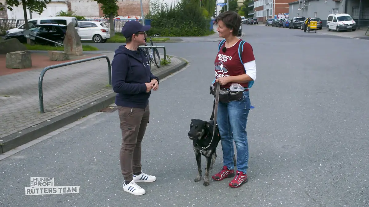 Die Leinenführigkeit mit Shoku wird trainiert Für Hundebegegnungen