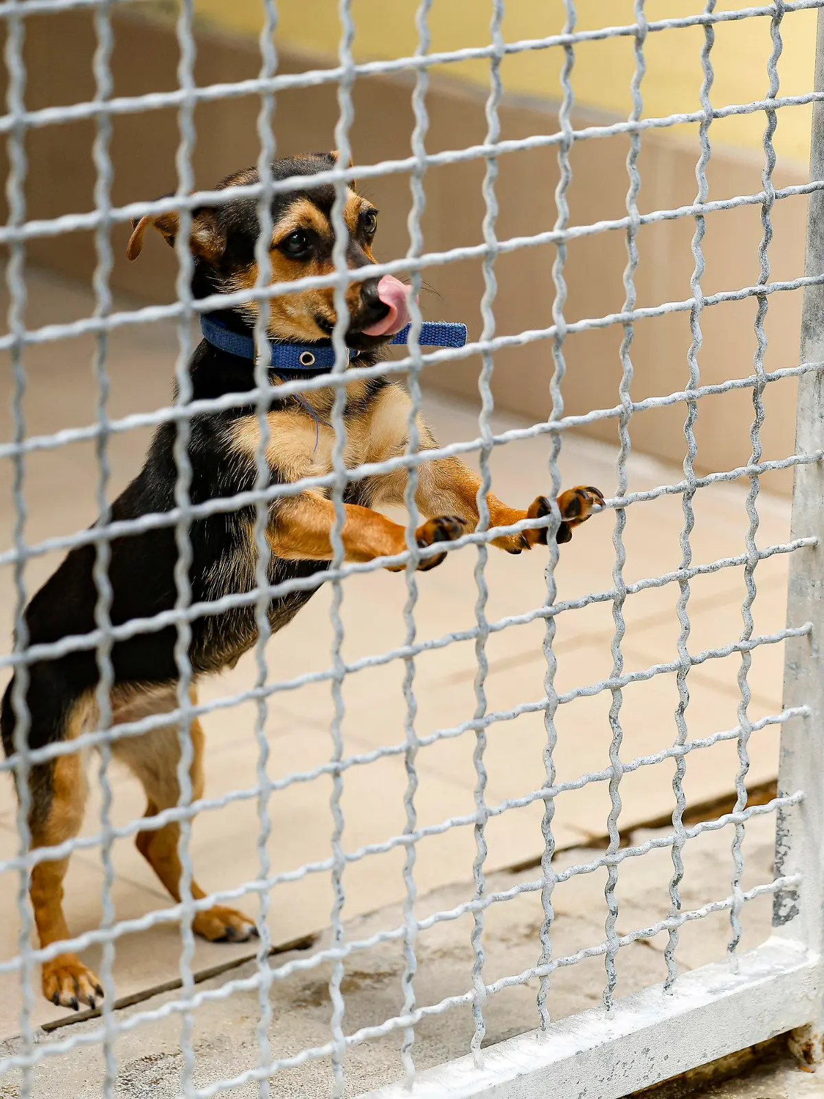 PRODUKTION - 28.07.2022, Bayern, Nürnberg: Mischling Jessy (1) ist in ihrer Box im Tierheim Nürnberg. Haustiere aus der Corona-Zeit bevölkern die Tierheim, hier das Tierheim Nürnberg.   (zu dpa: ««Voll bis unters Dach» - Corona-Tiere bevölkern Tierheime») Foto: Daniel Löb/dpa +++ dpa-Bildfunk +++