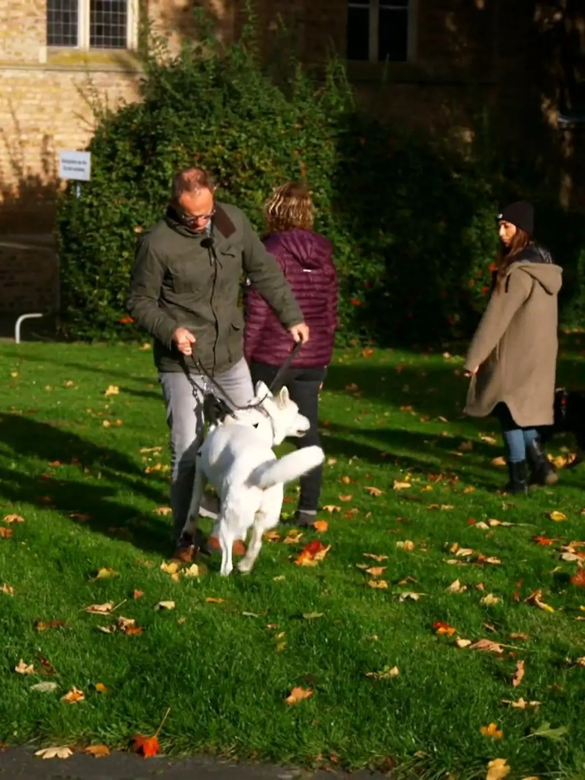 Bild zu: "Wird die Schäferhündin einen zweiten Hund dulden?"