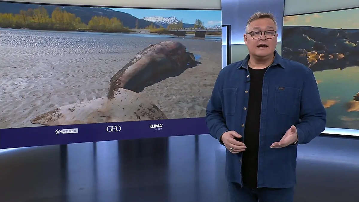 Ausgemergelte Grauwale tot an die Küste geschwemmt Rätselhaftes Phänomen im Nordostpazifik