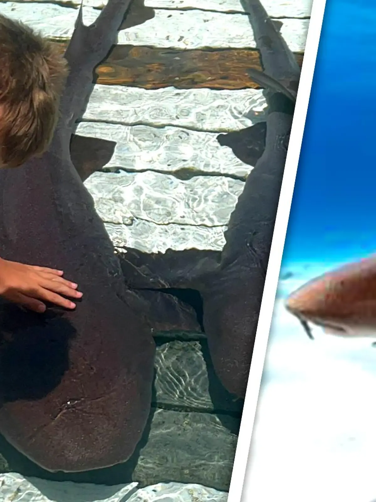 Junge (8) im Bahamas-Urlaub von drei Haien attackiert