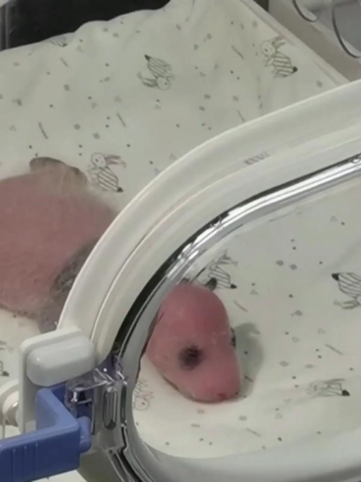 In einem Zoo im südchinesichen Chongqing hat eine Panda-Dame Zwillinge zur Welt gebracht. Den beiden Jungen geht es gut und sie nehmen bereits zu. Wir zeige den süßen Nachwuchs im Video.