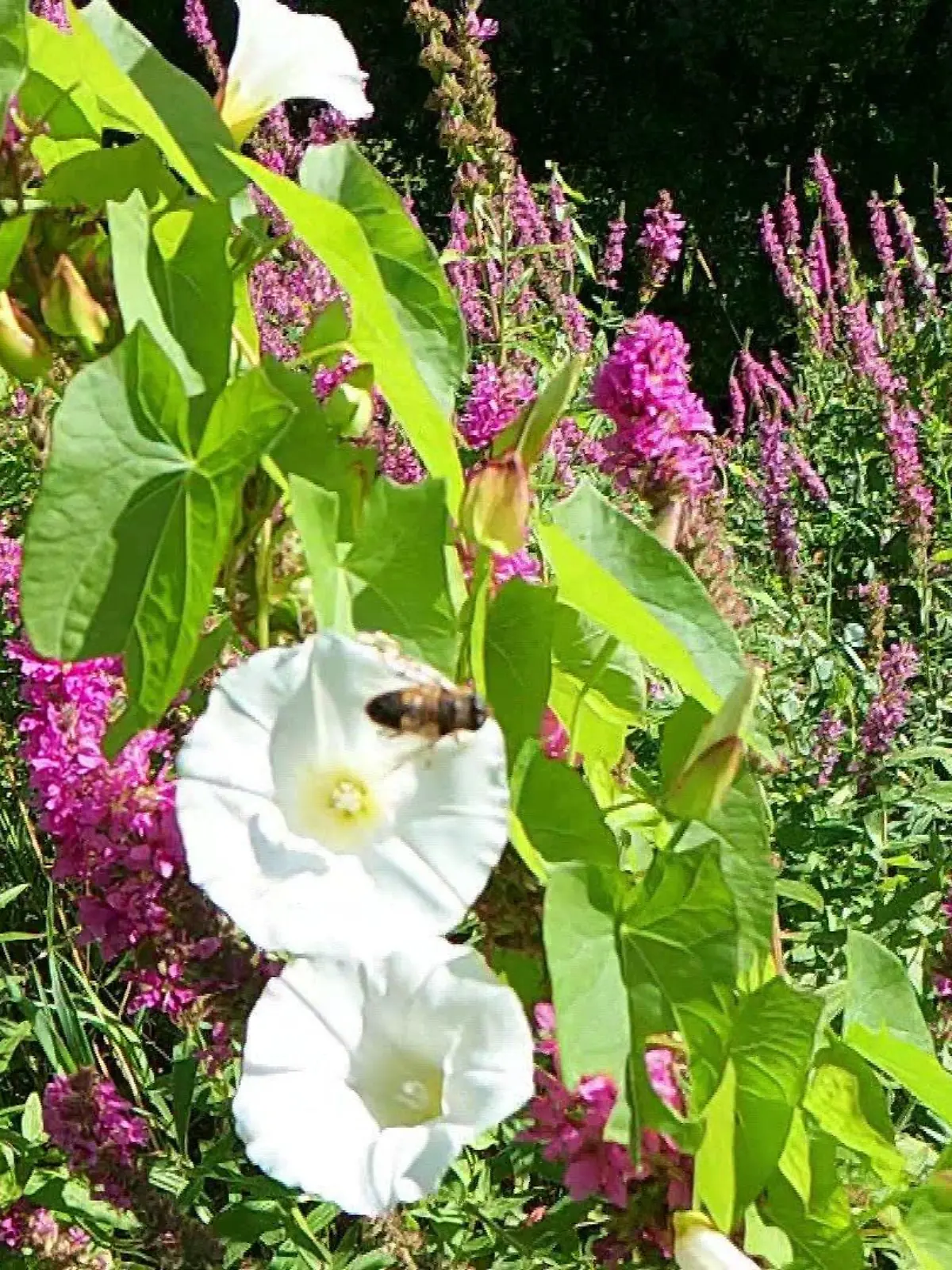 Der Insektenbestand ist in den letzten 30 Jahren geschrumpft.