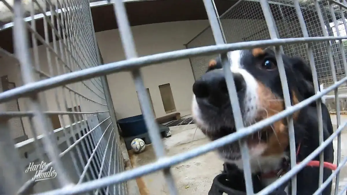 Auch Problemhund Leo wird gut versorgt Neben Renovierungsarbeiten