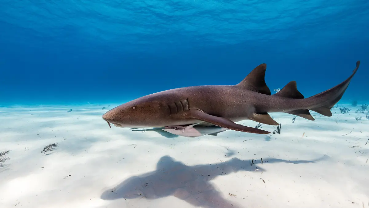 Nurse sharks on sandy bottom