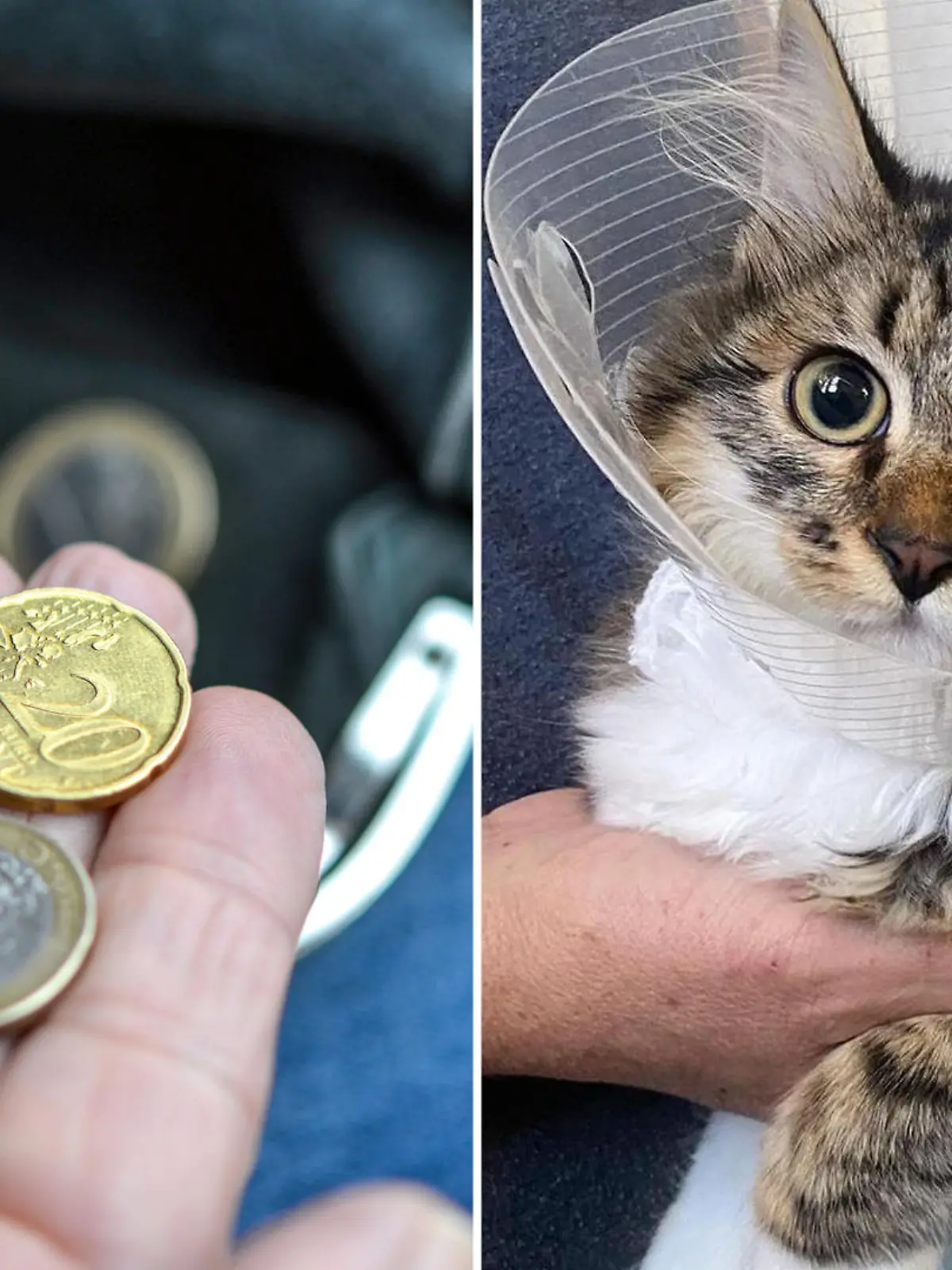 Eine Hand, die zum leeren Geldbeutel greift mit ein paar Münzen und eine kranke Katze mit Halskrause und traurigem Blick