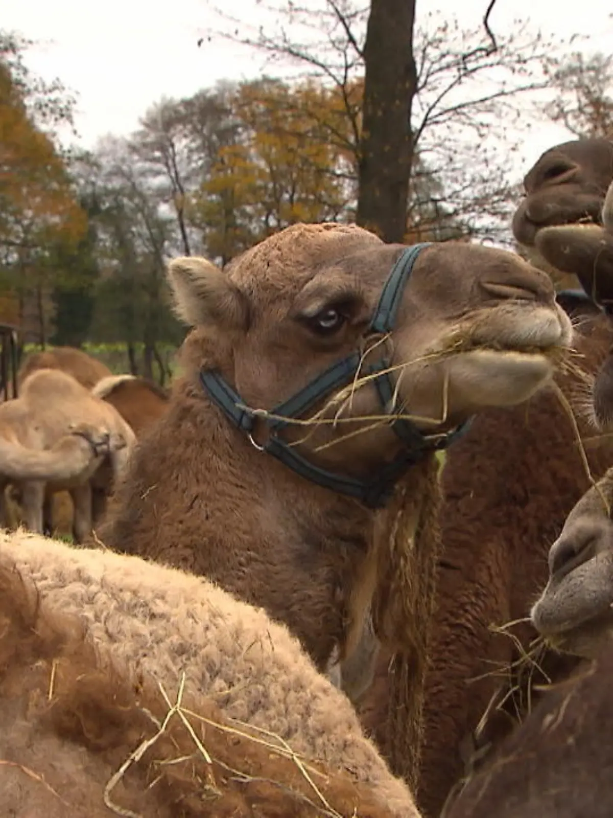 Bild zu: "Auf dieser Farm gibt's Kamelmilch"
