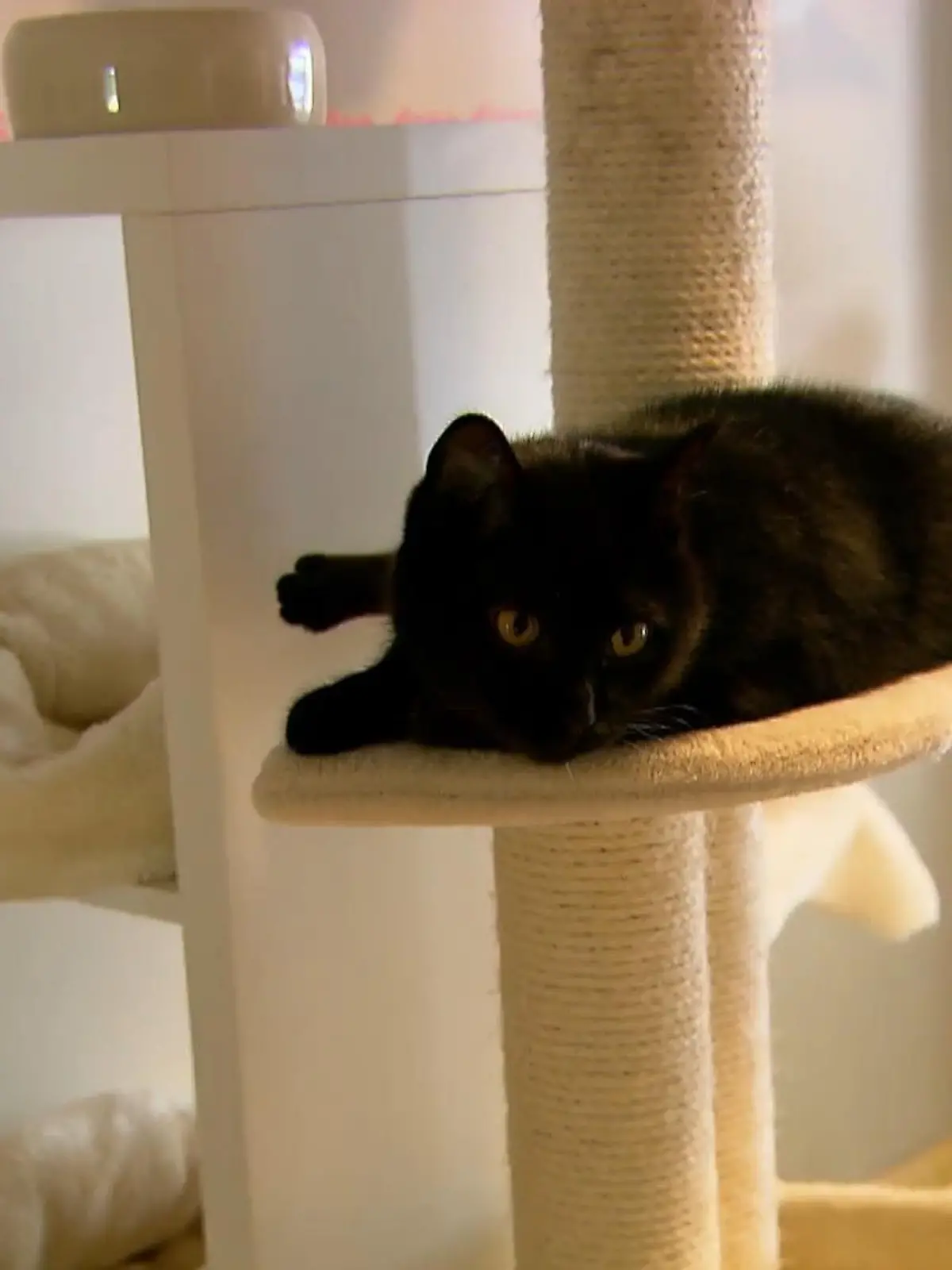 Das beliebteste Haustier ist die Katze! Fast 17 Millionen leben in deutschen Haushalten. Und auch das Internet ist Fan der Tiere. Katzenvideos sind ja eine Faszination für sich. Millionen Klicks. Anlässlich des Weltkatzentags sind mal in ein Düsseldorfer Katzen-Hotel gefahren.