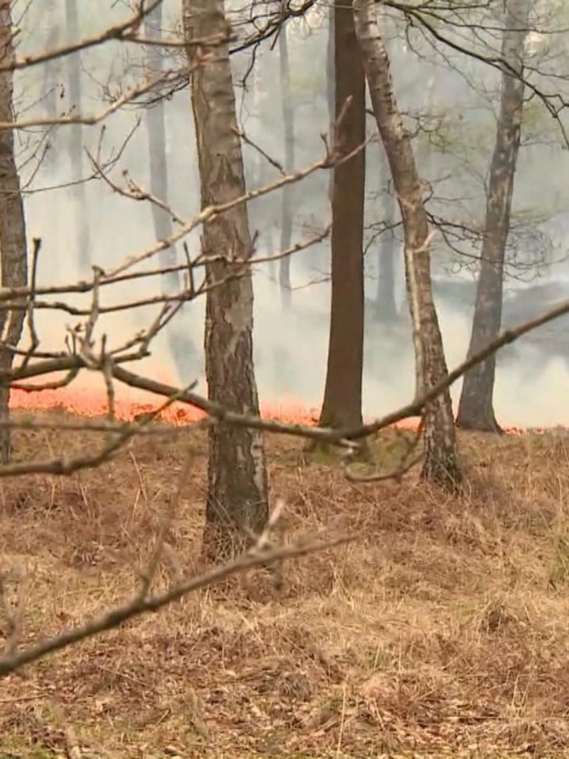 In Plettenberg im Märkischen Kreis kämpft die Feuerwehr bis heute Morgen gegen die Flammen. Ein vier Fußballfelder großes Waldstück brennt. Mittlerweile ist der Brand unter Kontrolle. Heute stellte die NRW- Landwirtschafsministerin ein Konzept vor, wie solche Waldbrände bei uns verhindert werden können.