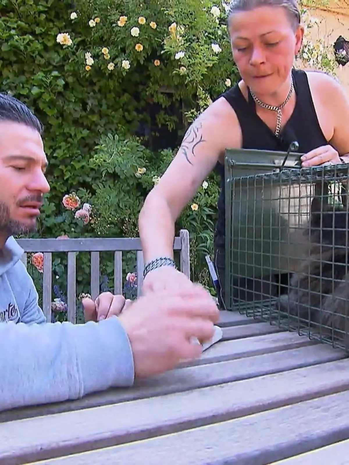 Bild zu: "Die Katzenfreunde Bissendorf haben gleich zwei große Probleme. Platz fehlt."