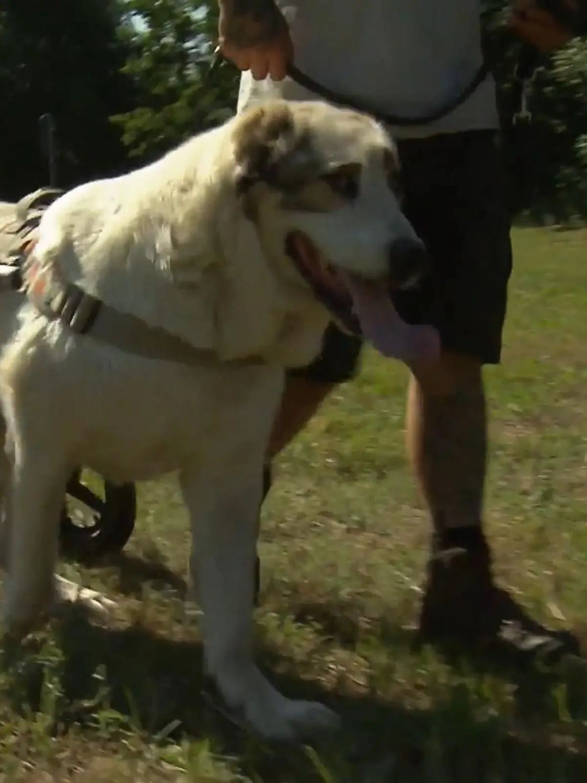 Bild zu: "Ralf Seegers „Harte Hunde“ sind zu Besuch auf „Ankas Gnadenhof“."