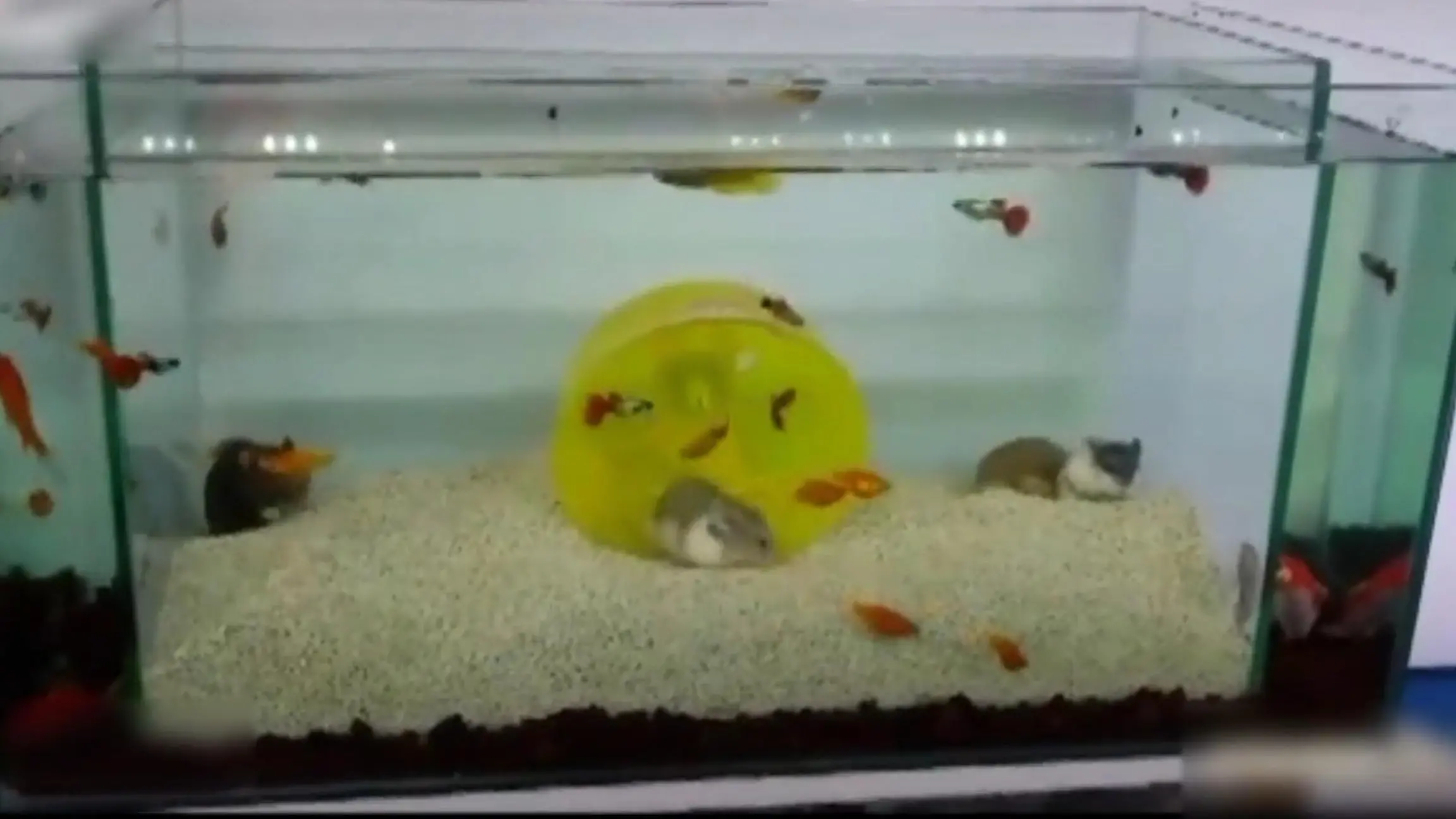 Wie können die da atmen? Hamster sitzen IM Aquarium! Dieses Video entsetzt das Netz!