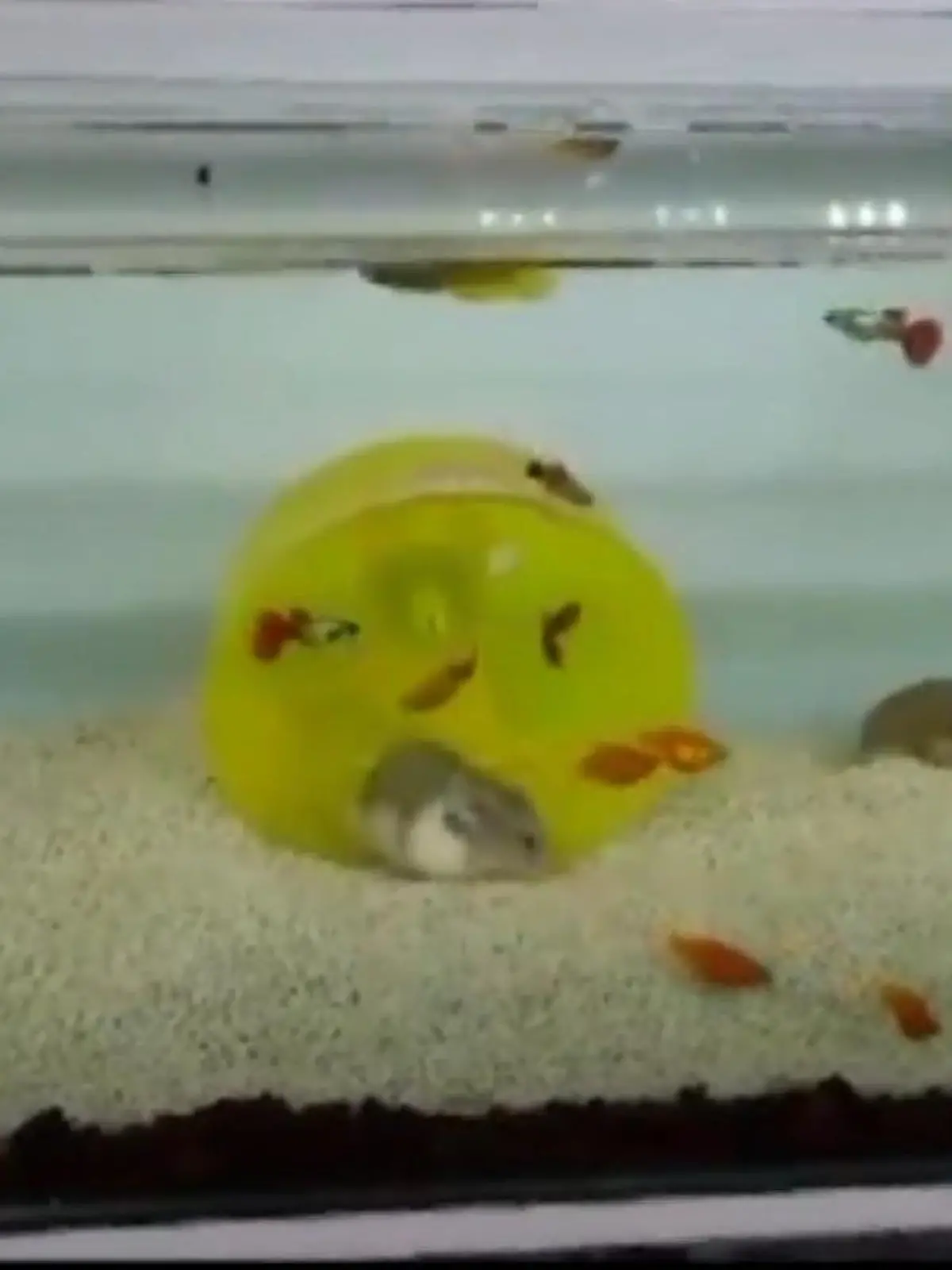 Bild zu: "Wie können die da atmen? Hamster sitzen IM Aquarium!"