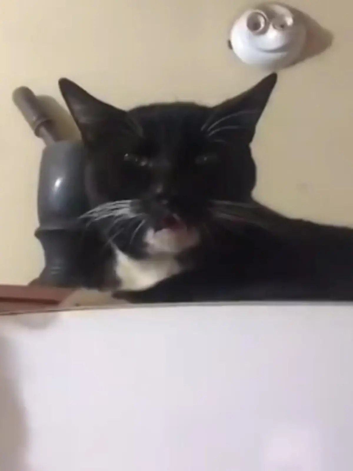 In Paraguay hat ein TikToker Hasch-Gebäck stehen gelassen, was die Katze dann gegessen haben soll. Statt dem benebelten Tier zu helfen, hält er mit der Kamera drauf und lädt es in den sozialen Medien hoch. Im Netz wird ihm nun Tierquälerei vorgeworfen.