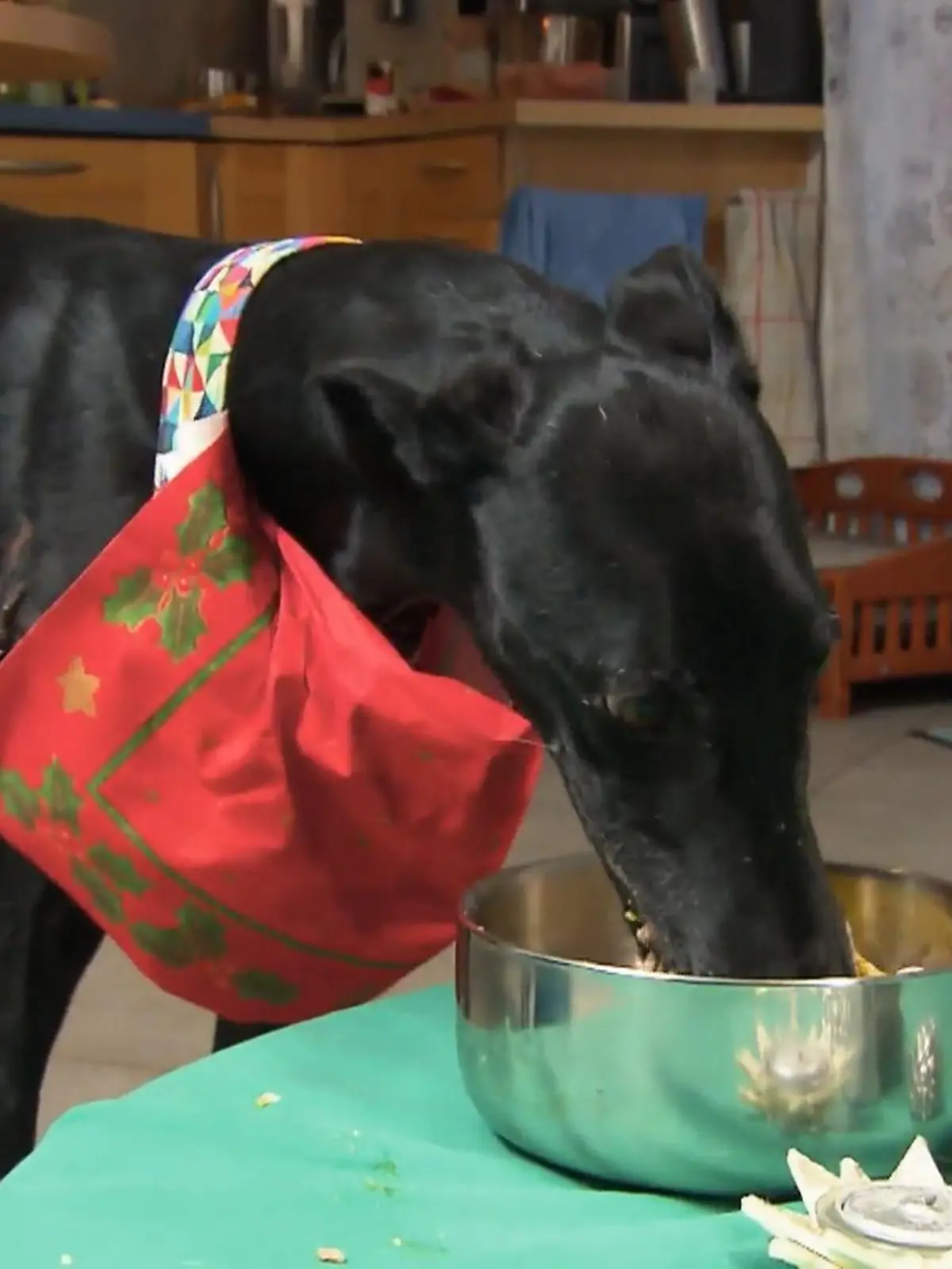 Bild zu: "Weihnachtsdinner für Hunde!"