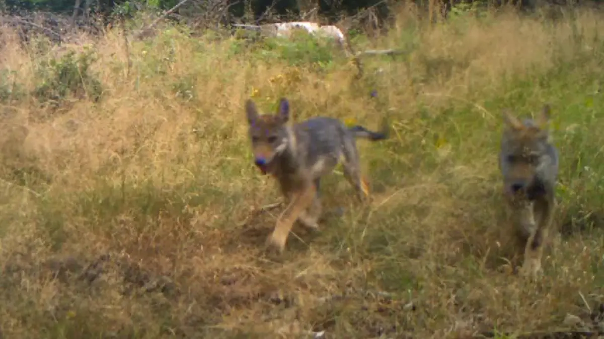 Hessische Wolfswelpen