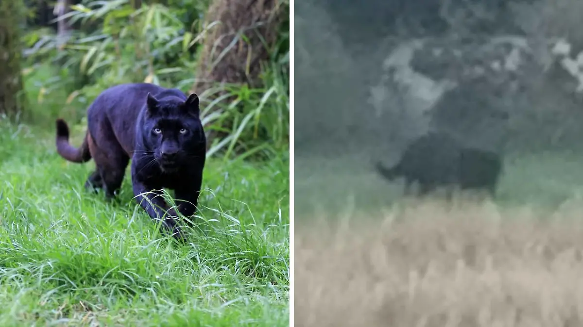 Ein schwarzer Panther (l.) und eine Aufnahme aus Gloucestershire (r.).
