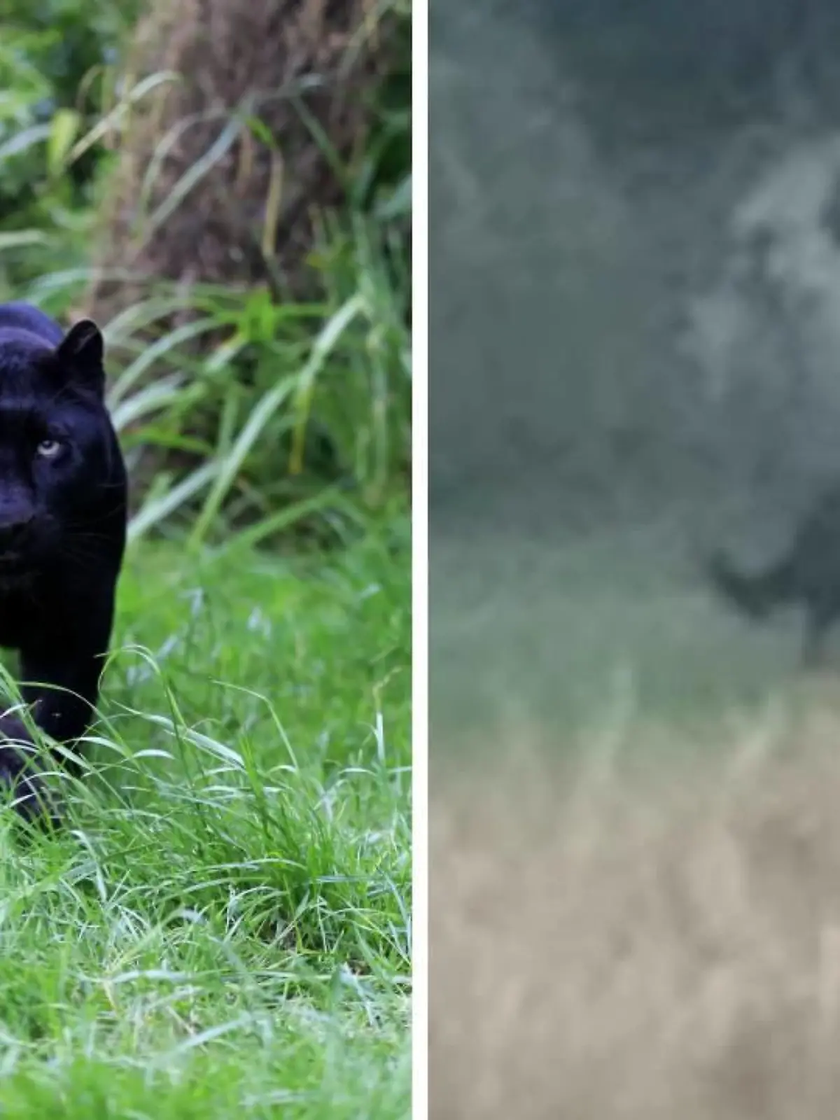 Ein schwarzer Panther (l.) und eine Aufnahme aus Gloucestershire (r.).