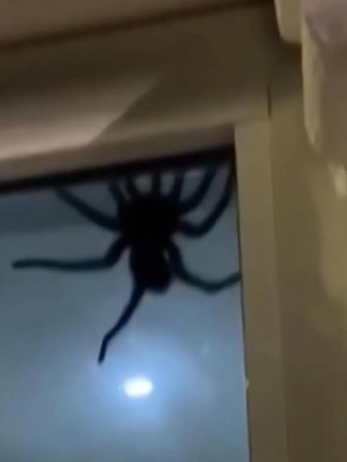 Schock für einen Hausbesitzer in der Dominikanischen Republik. In seinem Haus hängt plötzlich eine Riesen-Spinne. Wie er sie in die Flucht geschlagen hat, sehen Sie im Video.