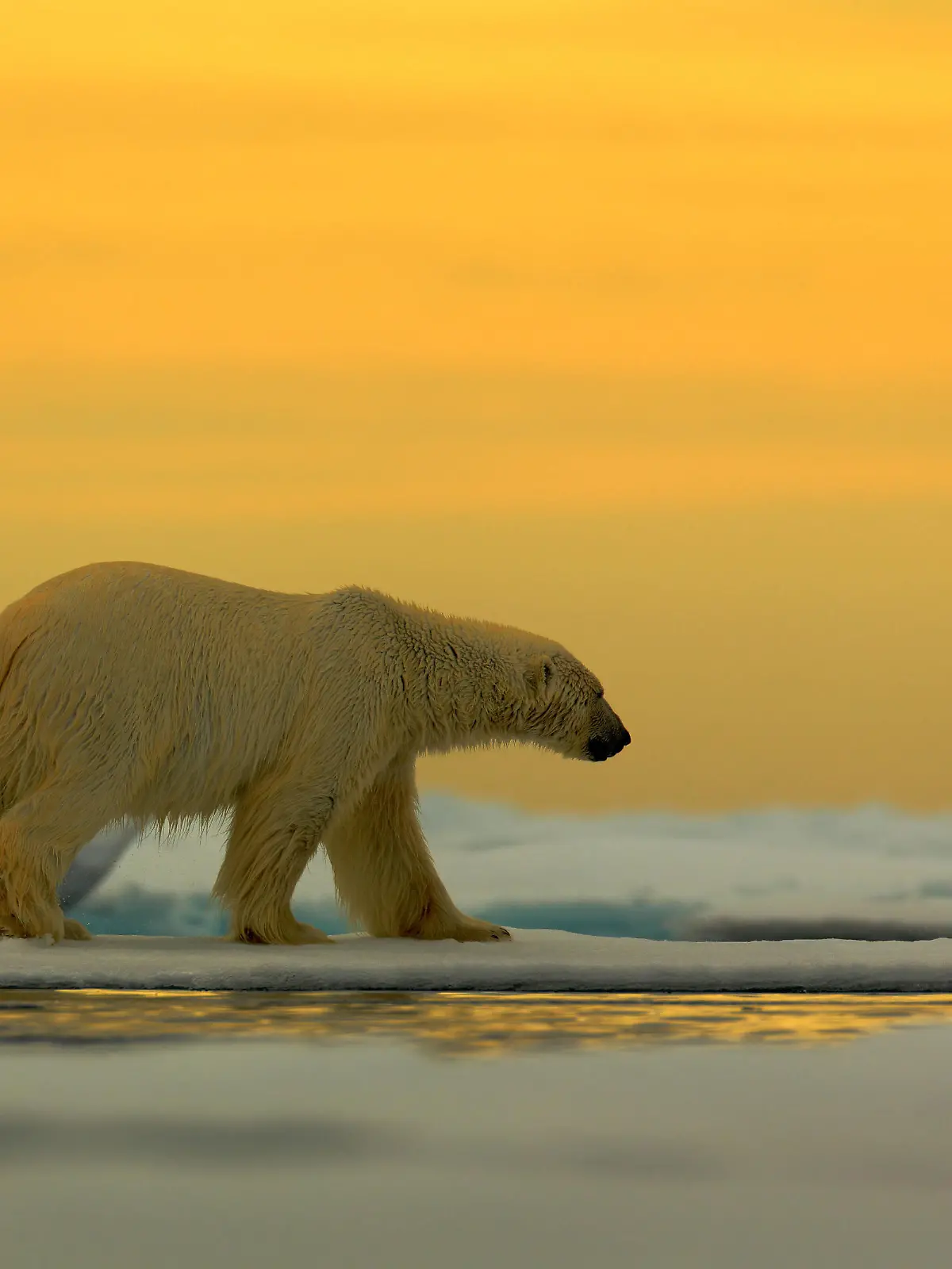  Eisbär Ursus maritimus im Treibeis vor Sonnenuntergang, Spitzbergen, Norwegen *** Polar bear Ursus maritimus in drift ice before sunset, Spitsbergen, Norway Copyright: xOndrejxProsickyx BIA157169