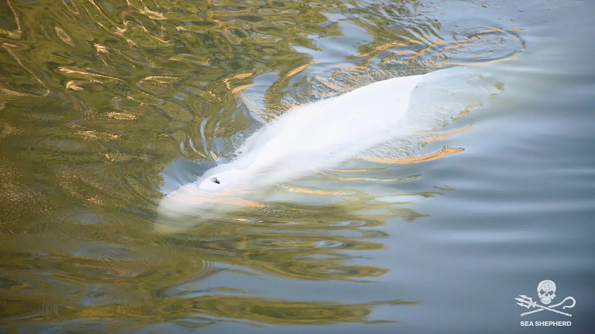 HANDOUT - 08.08.2022, Frankreich, Notre Dame De La Garenne: Dieses von der Umweltschutzorganisation Sea Shepherd zur Verfügung gestellte Bild zeigt einen Belugawal, der in der Seine schwimmt. Französische Umweltschützer erklärten am 08.08.22, dass die Bemühungen, einen gefährlich abgemagerten Belugawal, der sich in die Seine verirrt hat, zu füttern, bisher gescheitert sind. Experten suchen nun nach Möglichkeiten, das Tier aus der Flussschleuse zu befreien, wo es nun feststeckt. Foto: Uncredited/Sea Shepherd/AP/dpa - ACHTUNG: Nur zur redaktionellen Verwendung im Zusammenhang mit der aktuellen Berichterstattung innerhalb der nächsten 14 Tage und nur mit vollständiger Nennung des vorstehenden Credits +++ dpa-Bildfunk +++