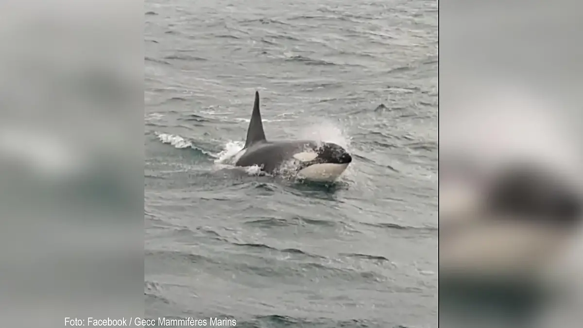 Orca