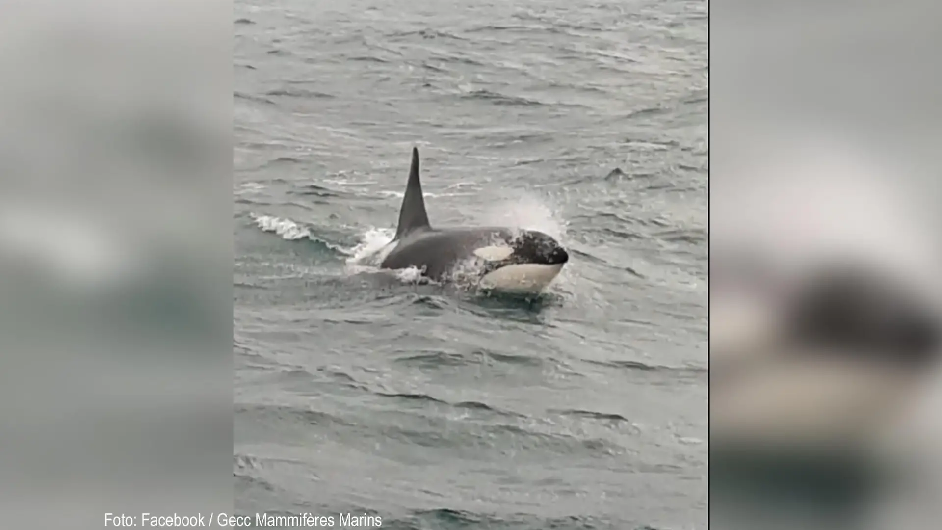 Orca