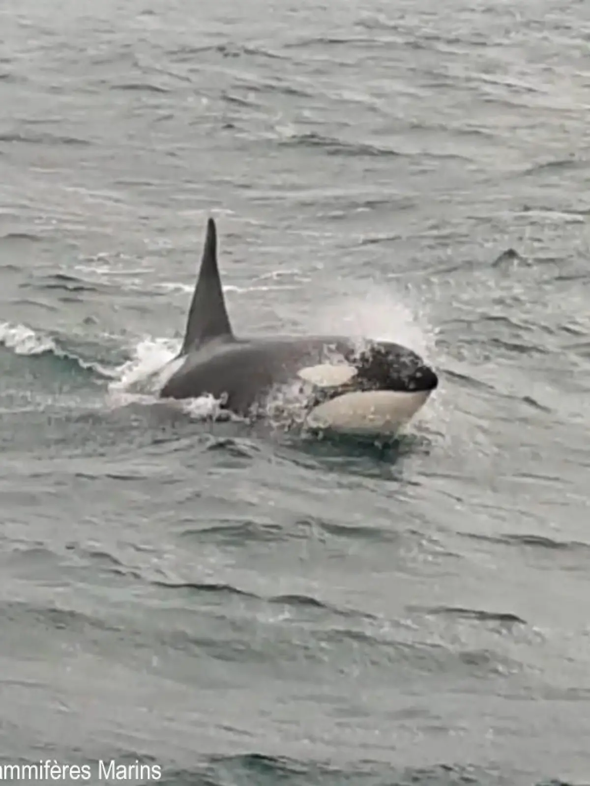 Orca