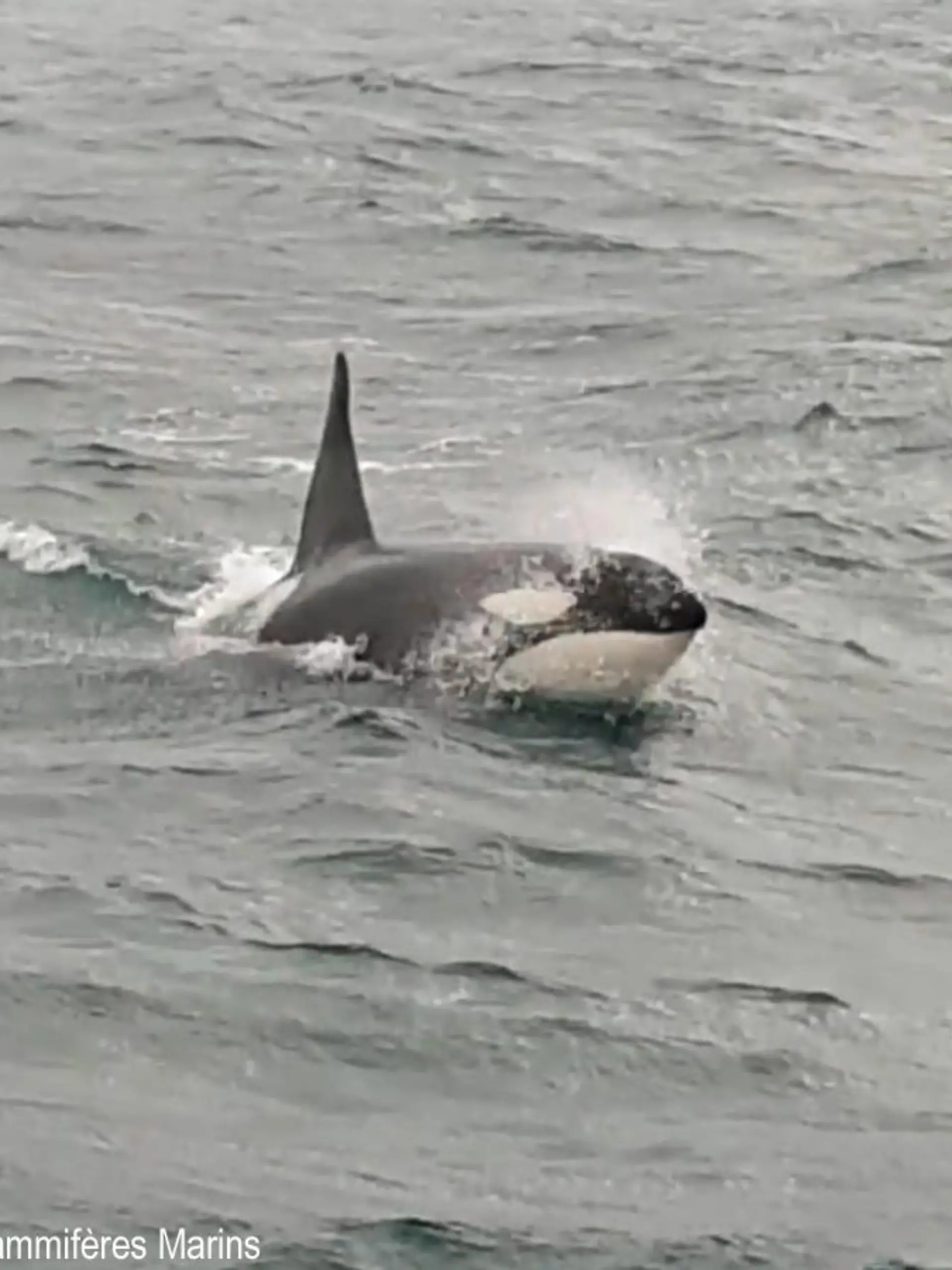 Orca
